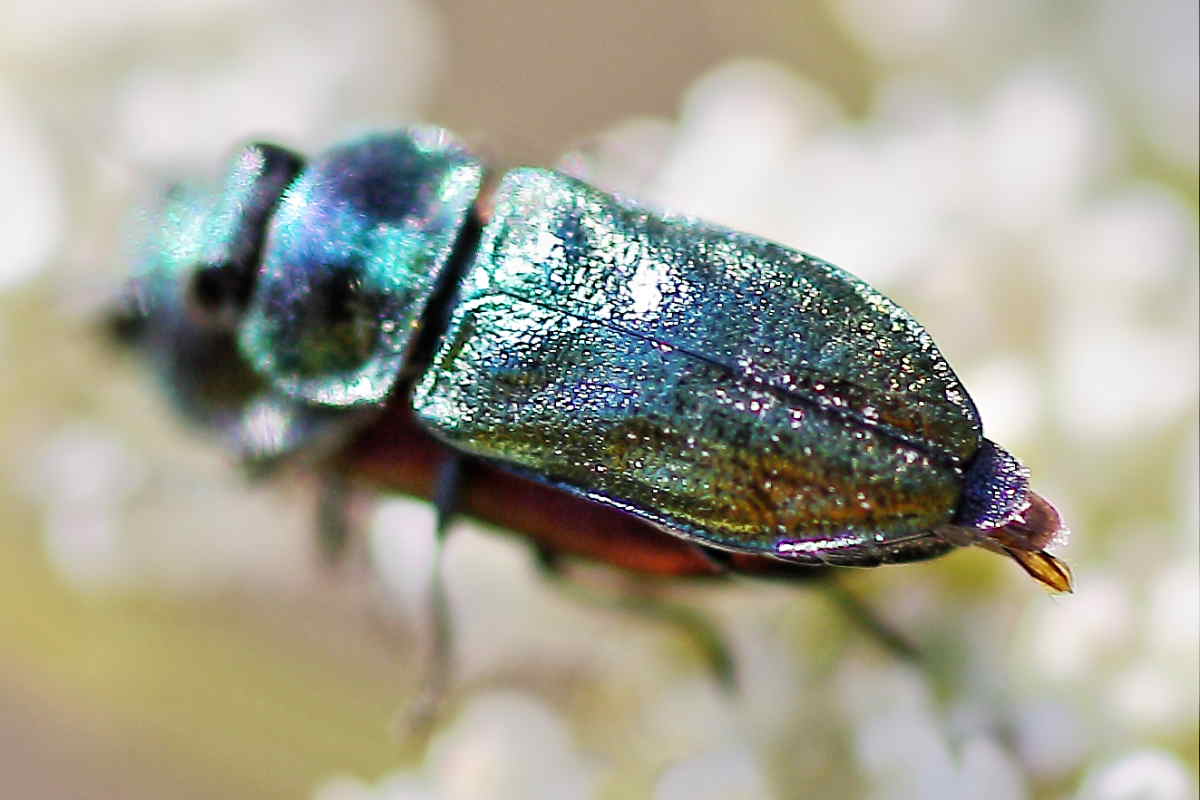 Buprestidi del Conero da identificare: A. thalassophila?